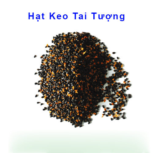 HẠT GIỐNG KEO TAI TƯỢNG (1kg bao nảy mầm)