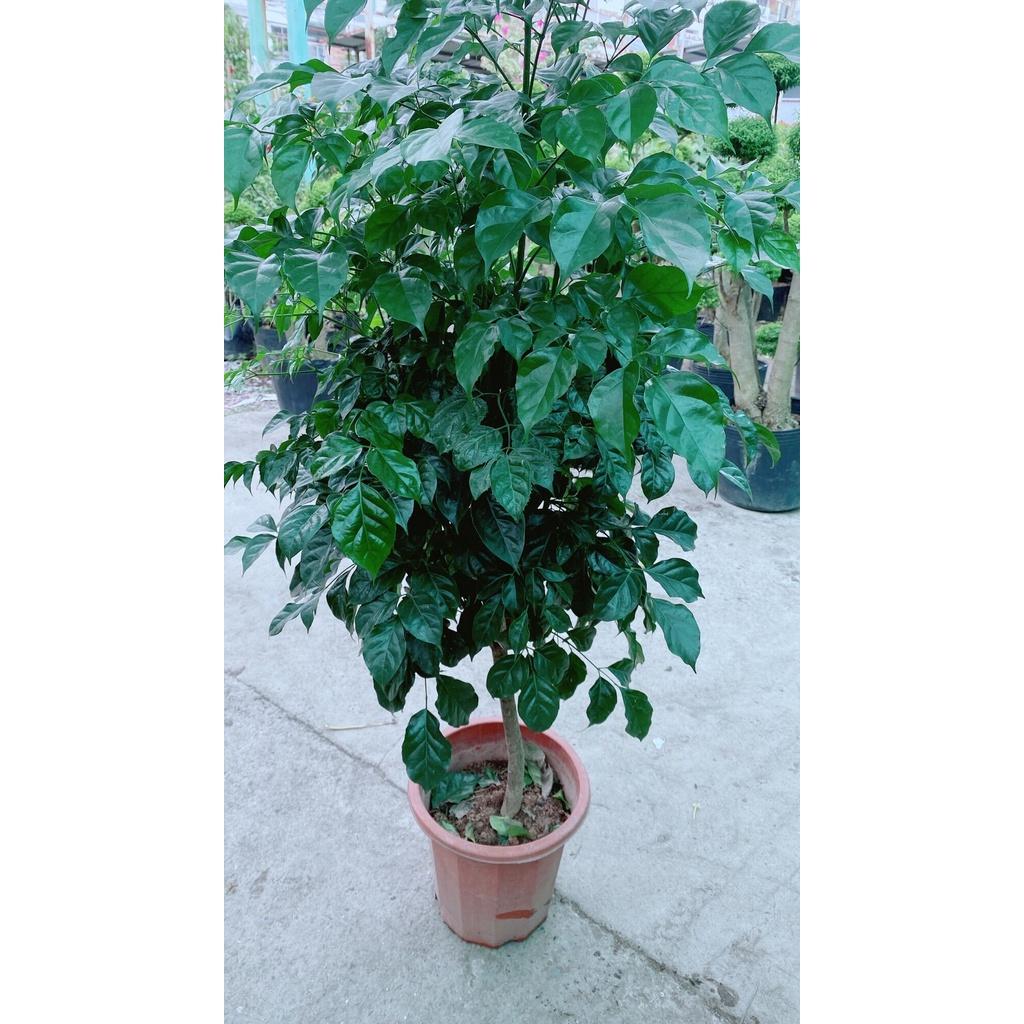 Cây Hạnh Phúc Lớn