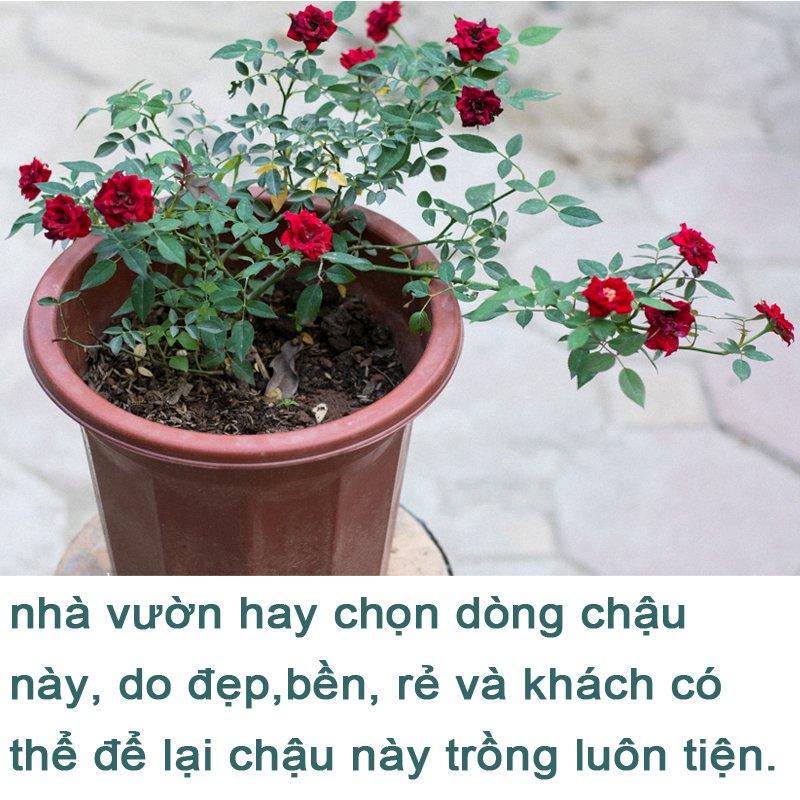 50 CHẬU nhựa trồng cây E320 chất lượng dáng cao giữ ẩm được lâu hơn đường kính 26.5x25cm-77498