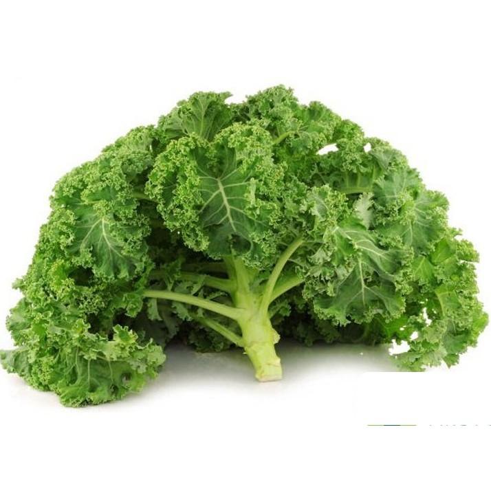 Combo 20 Hạt giống Cải xoăn xanh Kale hàng công ty chính hãng
