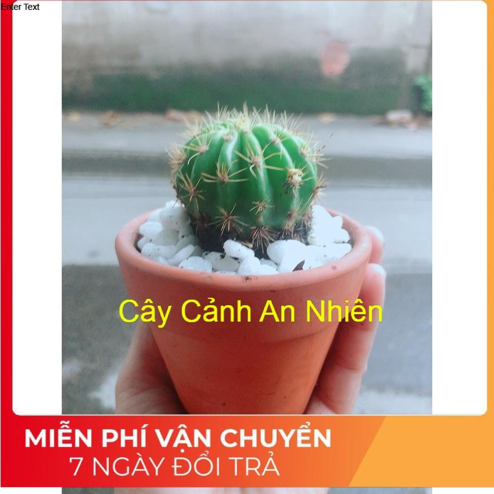 Chậu Xương Rồng Bí Xanh