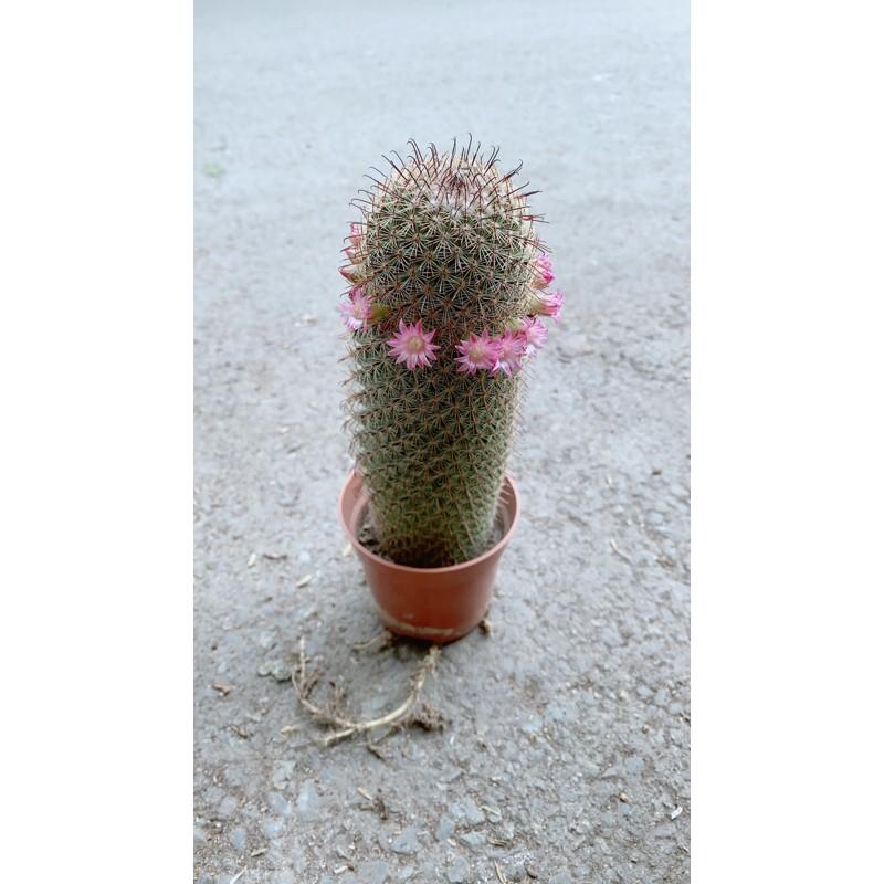 Xương Rồng Nở Hoa