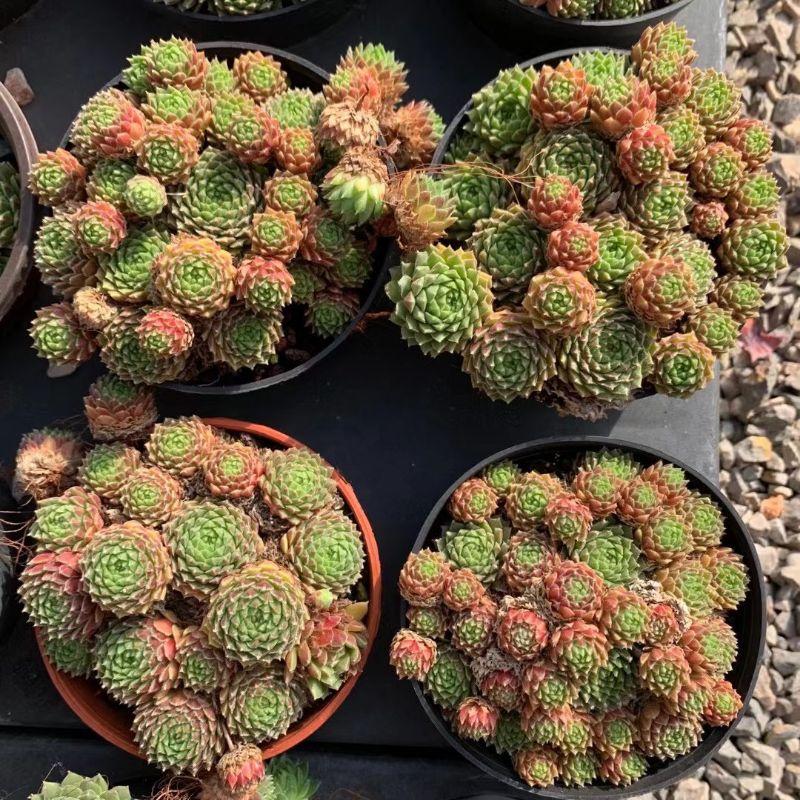 Sale 50%-Sen Phật Bà xanh đỏ nhiều cây con.