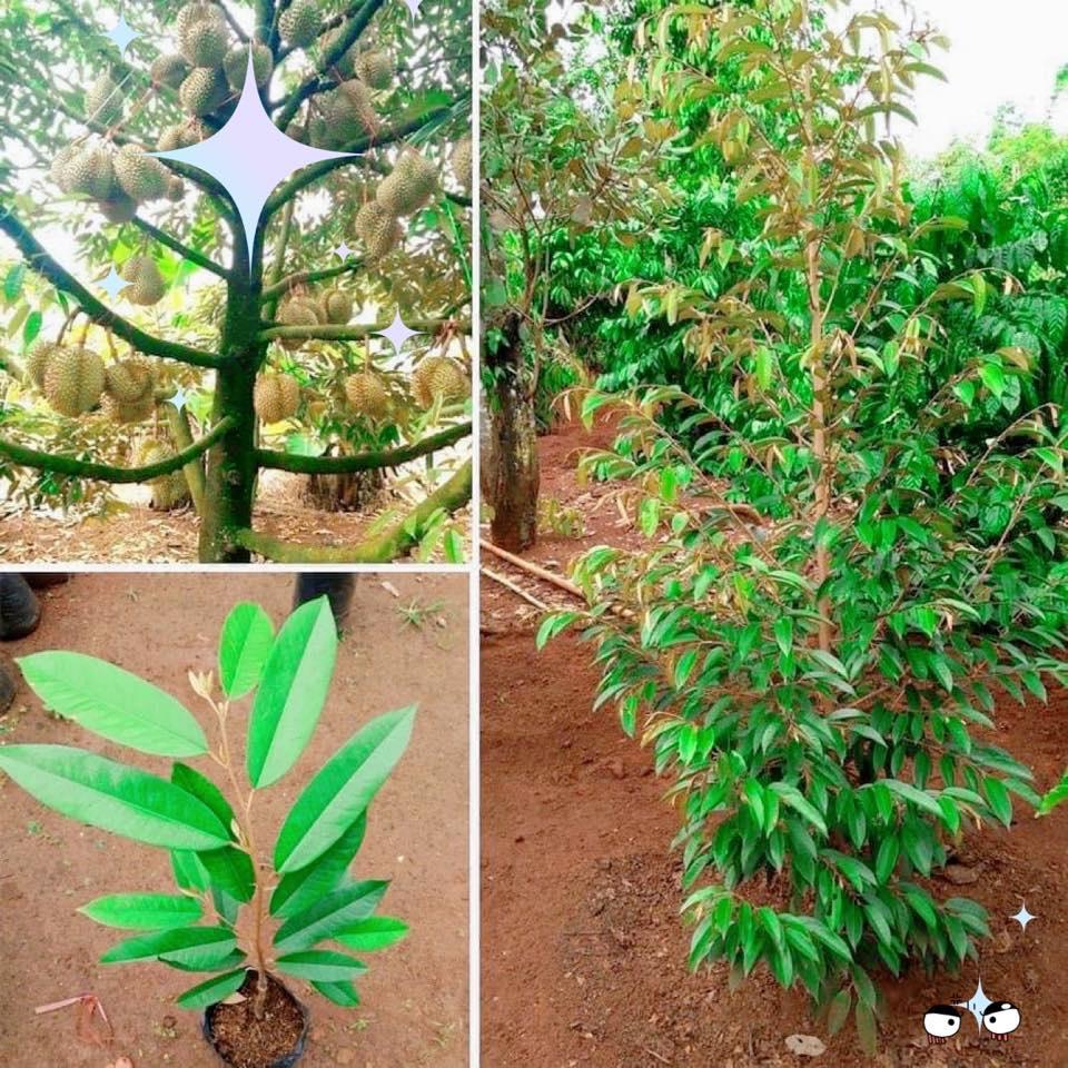 Cây giống Sầu Riêng Thái Lan.