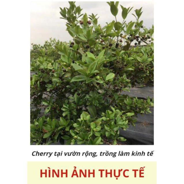 Cây cherry Brazil