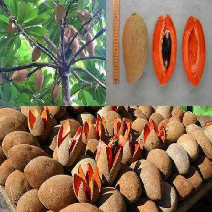 CÂY GIỐNG HỒNG XIÊM RUỘT ĐỎ THÁI LAN SIÊU NGON SIÊU QUẢ- CAM KÊT GIỐNG CHUẨN F1