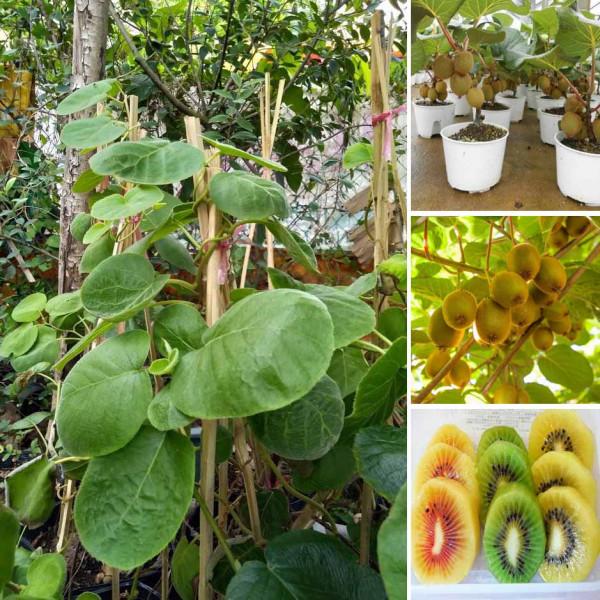 Cây KIWI xanh, đỏ, vàng giống