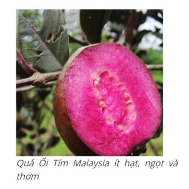 Cây Ổi Tím Malaysia trưởng thành