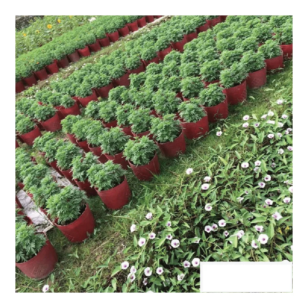 200 Chậu Nhựa Đỏ C9 Miệng,cao,đáy 23x16x16.5cm trồng cây ăn trái và hoa siêu bền-77700