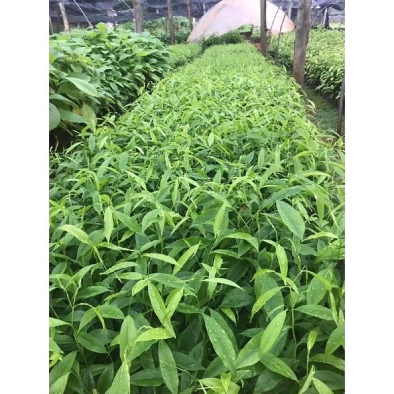 COMBO 10 CÂY TRẦM HƯƠNG