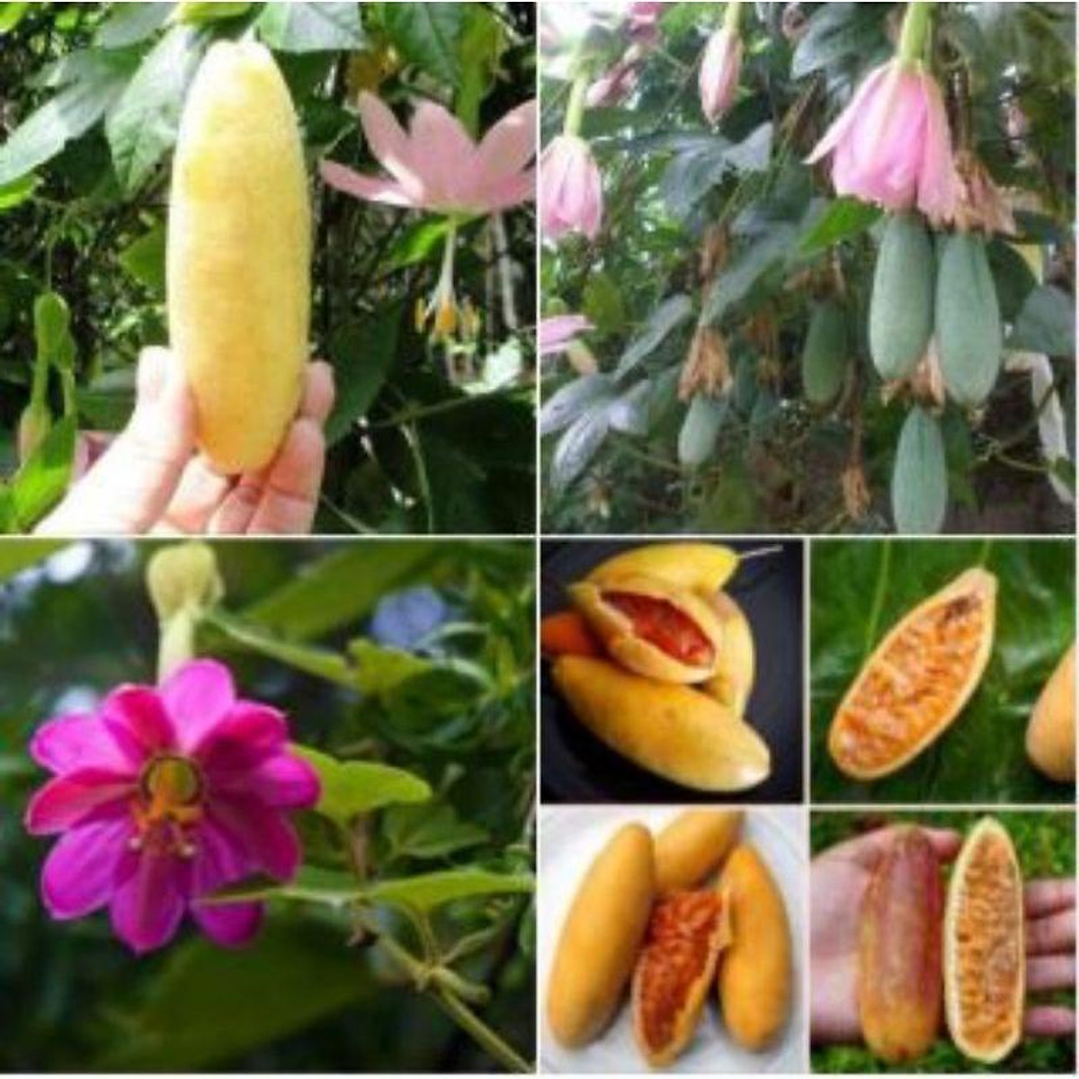 CÂY GIỐNG CHANH LEO CHUỐI