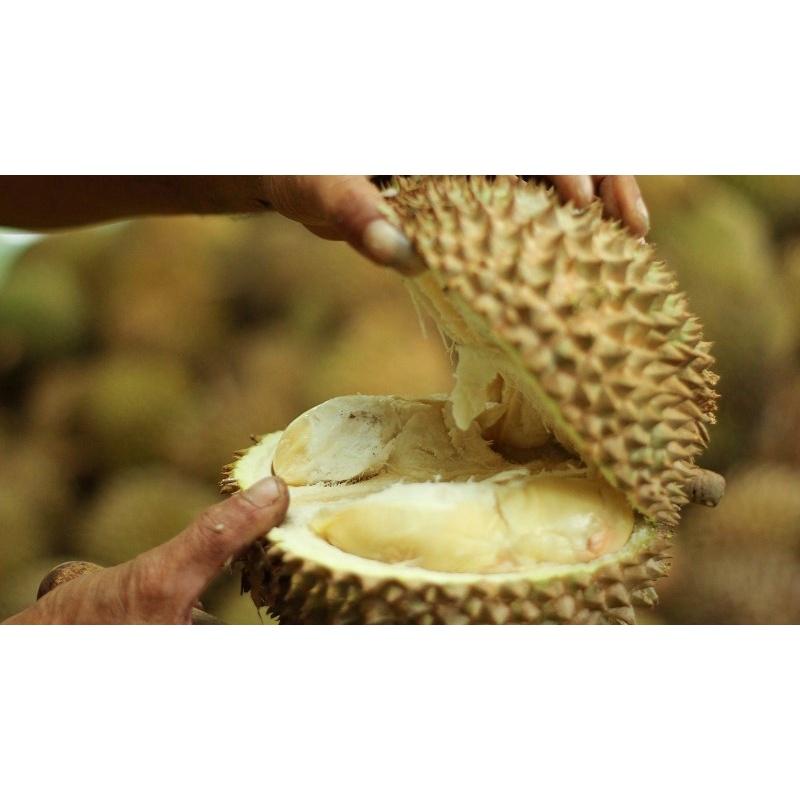 Cây giống Sầu riêng Chuồng Bò .