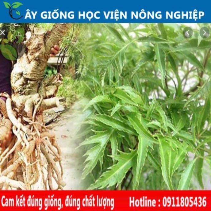 Sản phẩm Cây Ăn Trái cây giống đinh lăng dược liệu