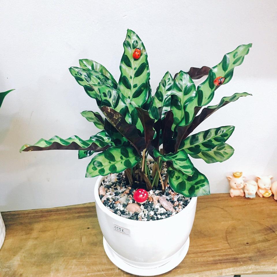 Cây đuôi công thái