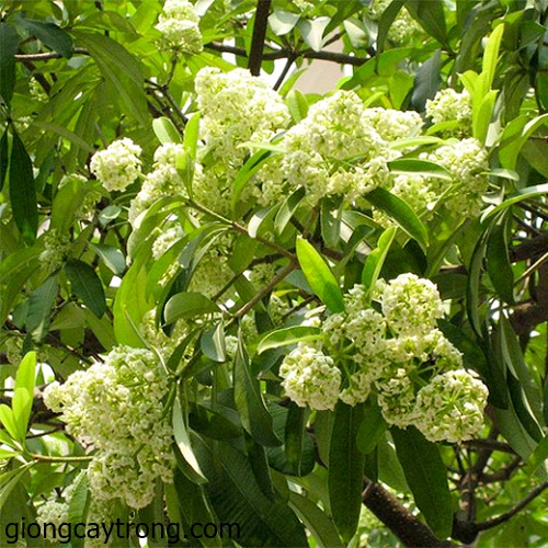 Cây Hoa Sữa Giống