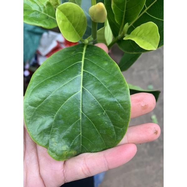 Mít ruột đỏ Indonesia siêu sớm