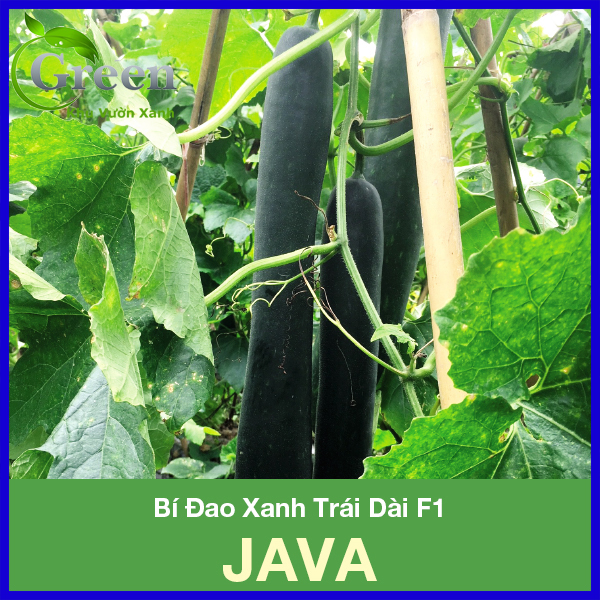 Hạt Giống Bí Đao Xanh Trái Dài F1 JAVA