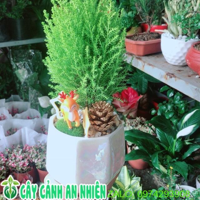 Chậu Cây Tùng Thơm Để Bàn