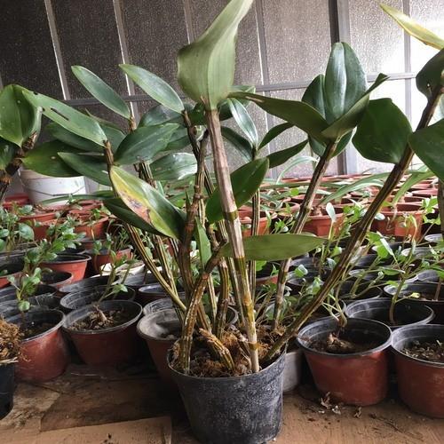 LAN KIỀU TRÒN hàng rừng hoa siêu đẹp, bán nguyên GIÒ