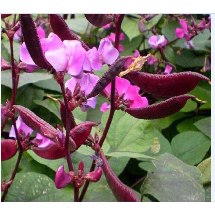 Hạt giống đậu ván tím dể trồng f1 -gói 5 hạt-tặng kèm gói phân bón lót