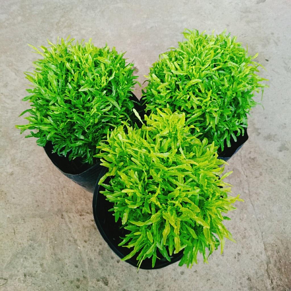 Cây Đinh Lăng Thái - cây cảnh để bàn + tặng phân bón cho cây mau lớn