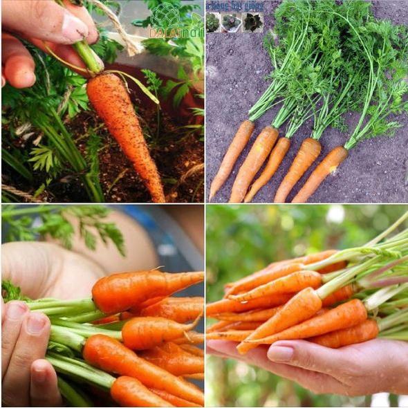 Hạt giống Cà rốt tí hon mini-gói 100 hạt-tặng kèm gói phân bón lót