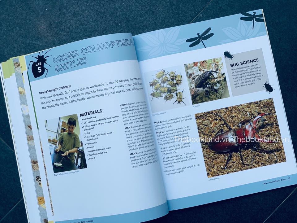 Little Learning Labs: Bugs for Kids: 20+ Family-Friendly Activities for Exploring the Amazing World of Beetles, Butterflies, Spiders, and Other Arthropods
