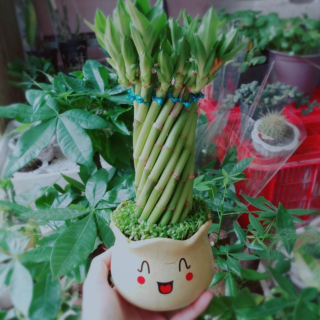 Trúc phát tài 1 Bán Chạy
