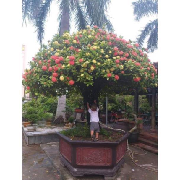 Cây giống mẫu đơn