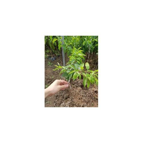 CÂY GIỐNG MẬN TÍM đen ngọt CHÍN SỚM BẮC HÀ