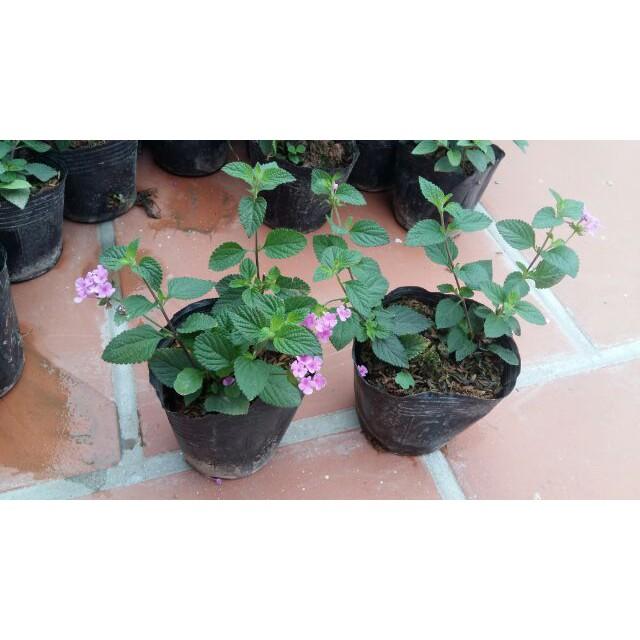CHUẨN Cúc tím ngũ sắc rủ