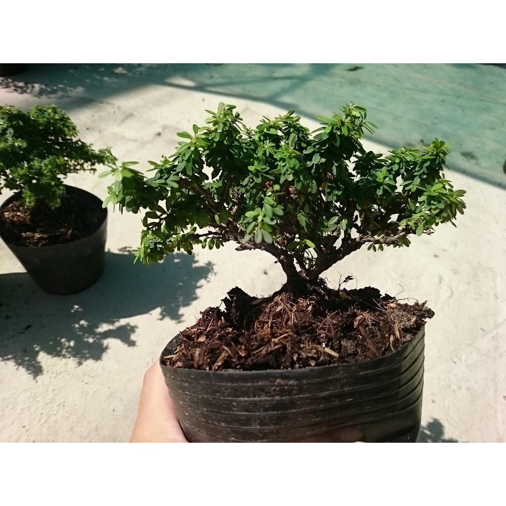 Cây Linh Sam Bonsai - cây cảnh bonsai + tặng phân bón cho cây