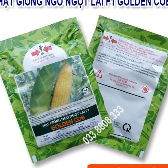 Hạt Giống Ngô Ngọt Lai F1 GOLDEN COB Năng Suất Cao 50gram