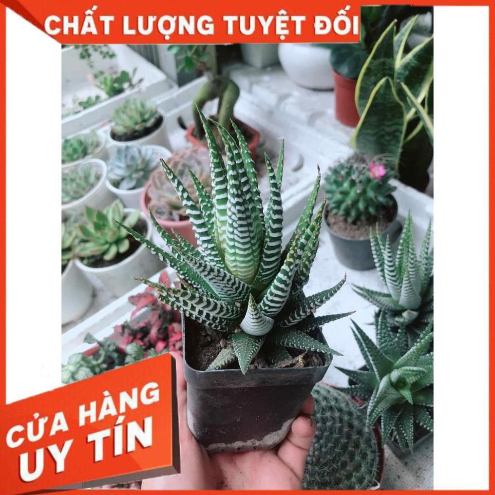 Móng rồng may mắn Nhiều Người Mua