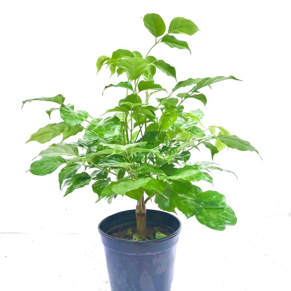 Cây hạnh phúc cao 40 cm - Cây phong thủy -Không giao dc 19 tỉnh Miền Nam