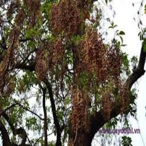 COM BO 5 CÂY NHỘI GIỐNG