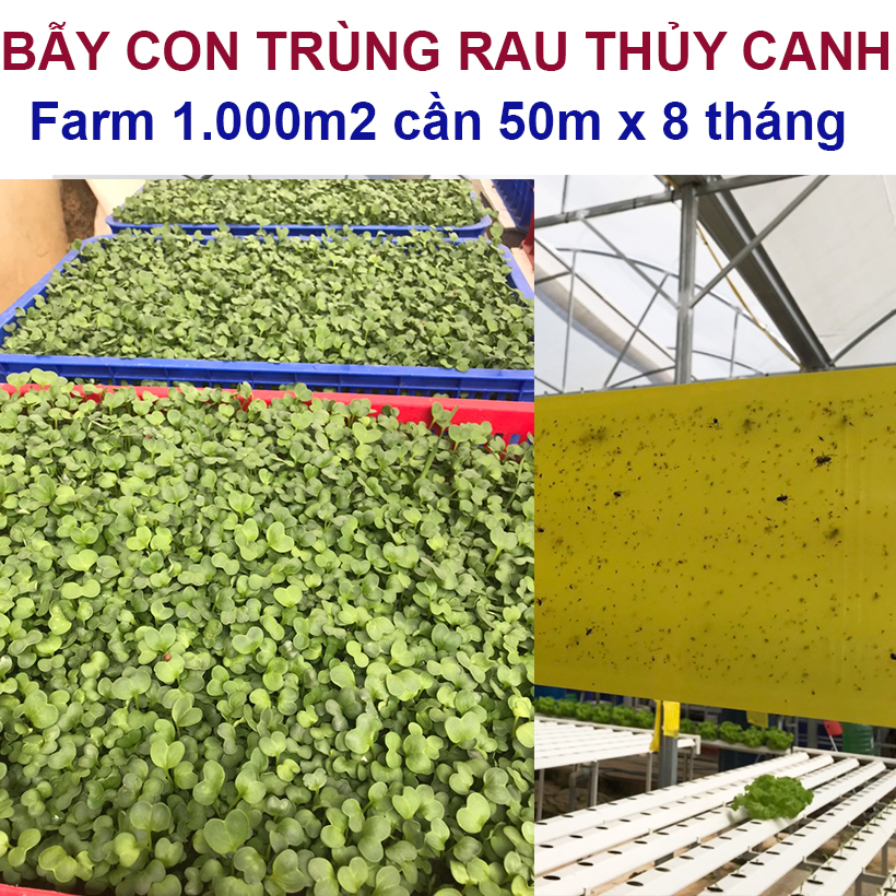 BẪY MÀU CÔN TRÙNG SINH HỌC GADOT ISRAEL CHO RAU SẠCH, RAU THỦY CANH, RAU KHÍ CANH VÀ NÔNG NGHIỆP SẠCH . Kích thước ngang 0.18M x Dài 20M trải nghiệm