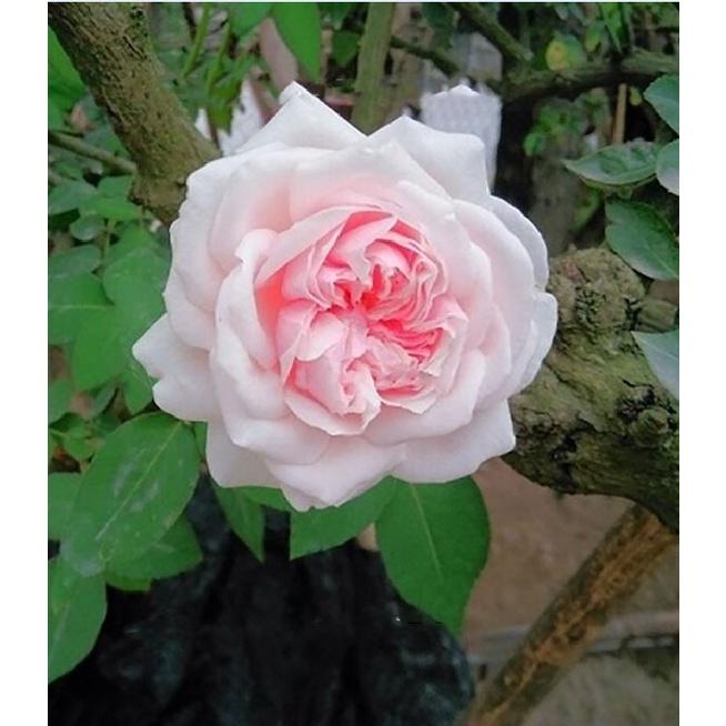 Hạt giống hoa hồng vân khôi dể trồng f1-1 gói 20 hạt-tặng kèm gói kích mầm