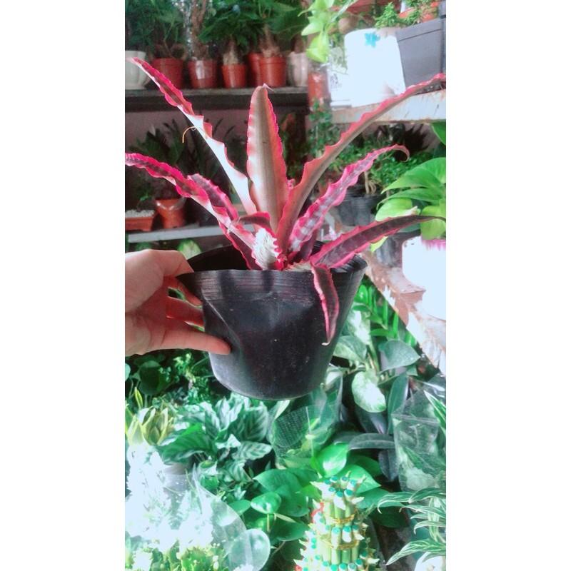 Cây Dứa Hồng Phụng