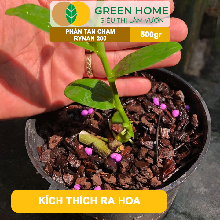 Phân Tan Chậm GreenHome, Rynan 200, Bao 500gr, Dành Cho Giai Đoạn Phong Lan Cây Con, Kích Chồi