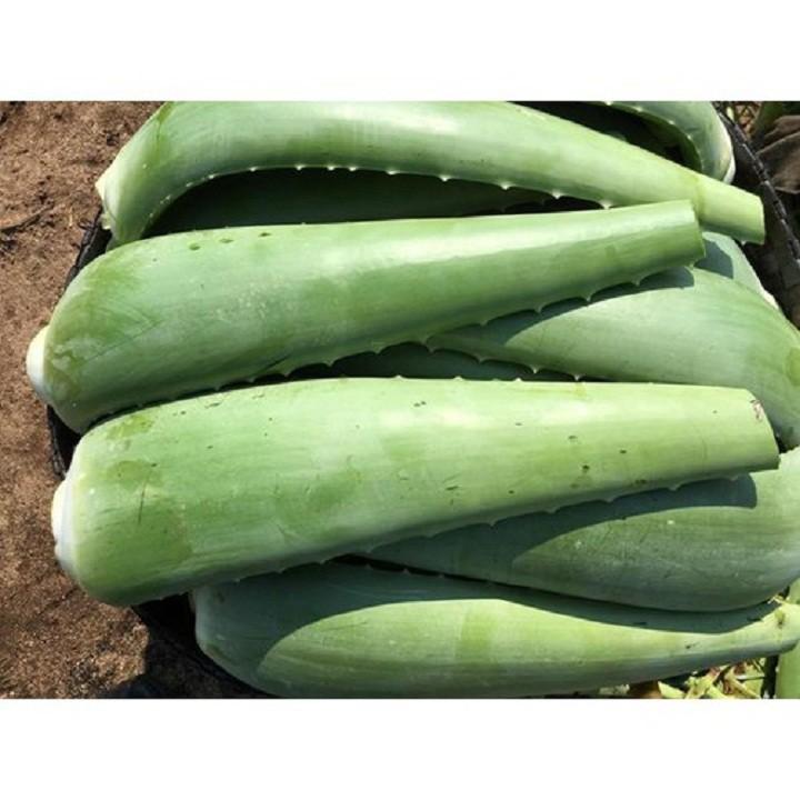 CHẬU CÂY NHA ĐAM THÁI, BẸ SIÊU TO,SIÊU DỄ TRỒNG, SIÊU NĂNG SUẤT, SIÊU KINH TẾ