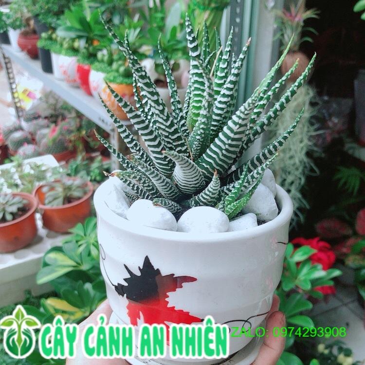 Chậu Cây Xương Rồng May Mắn
