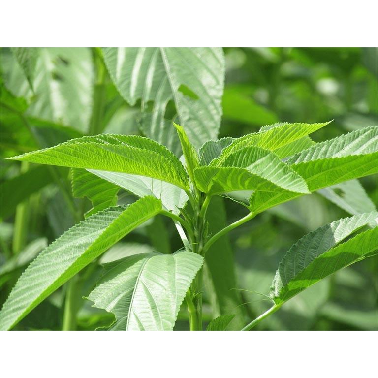 Gói 20g Hạt Giống Rau Đay Xanh - Rau Đay Trắng