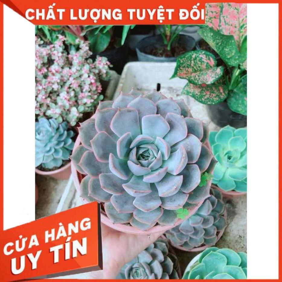 Sen đá size đại Nhiều Người Mua
