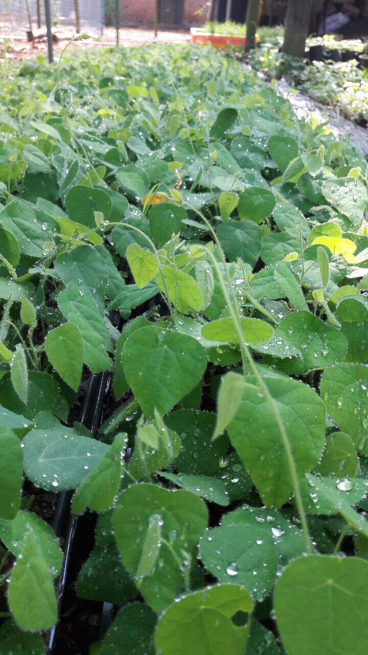 Hạt giống sương sâm lông rừng 50 hạt