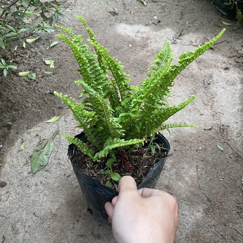 Cây dương sỉ rủ lá xoăn trồng bịch đen trang trí ban công sân vườn