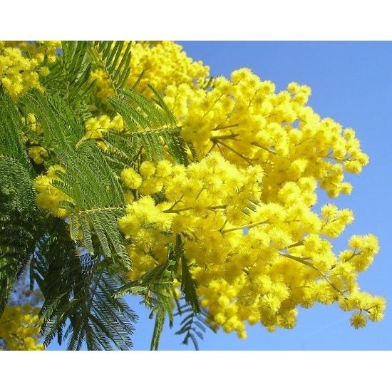 COMBO 5 GÓI HẠT GIỐNG HOA MIMOSA -HOA TRINH NỮ MIXX MÀU