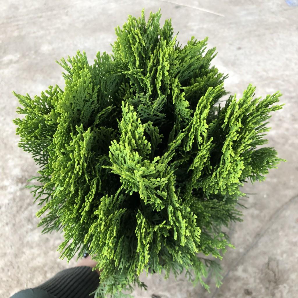 Cây trắc bách diệp, chiều cao 30-35cm tán tròn sum suê mùi hương dễ chịu, thích hợp trang trí đường đi, sân vườn