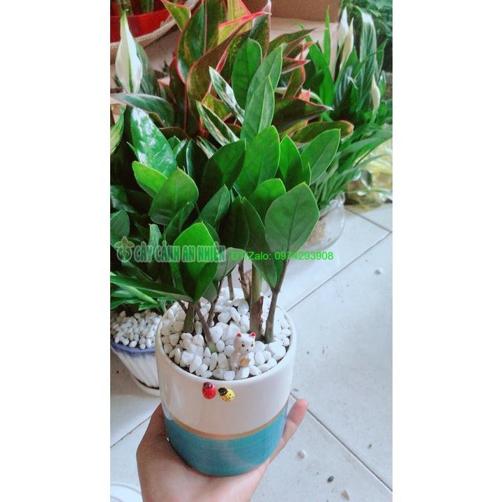 Chậu Cây Kim Tiền Thái Để Bàn