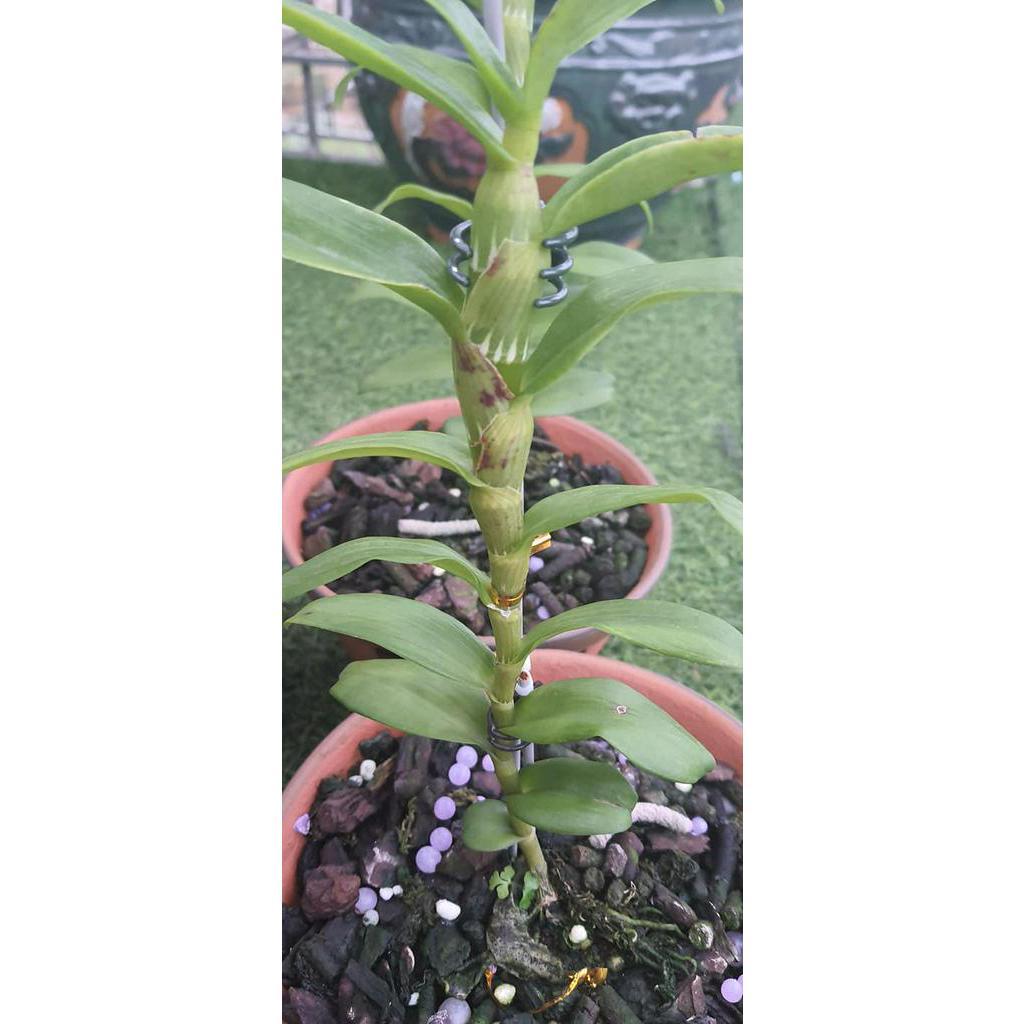 Lan Phi điệp 5 CÁNH HỒNG TÂY HỒ